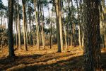 Journée pin maritime dans les Landes avec le CRPF 40